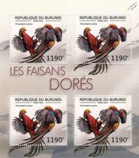 GOLDEN (Chinese) PHEASANT /