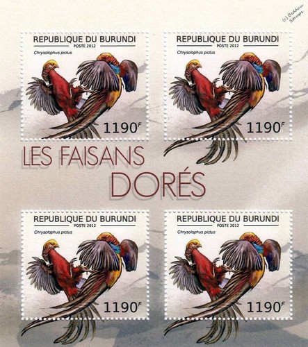 Golden pheasant - (chinese),