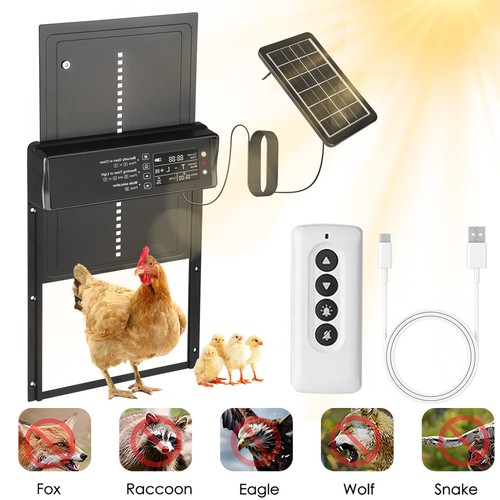 Automatic chicken coop door - chicken,