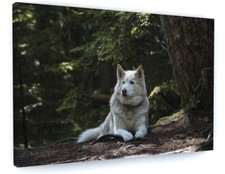 Woodland forest husky wolf dog - woodland,