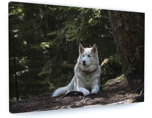 Woodland forest husky wolf dog - forest, husky/wolf