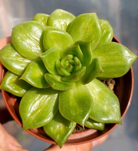 Echeveria mountain maria - echeveria,