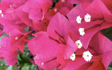 Bougainvillea Barbara Karst