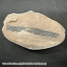 Rare Sigillariostrobus Plant