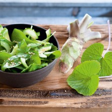 Wasabi Mephisto Red Japanese