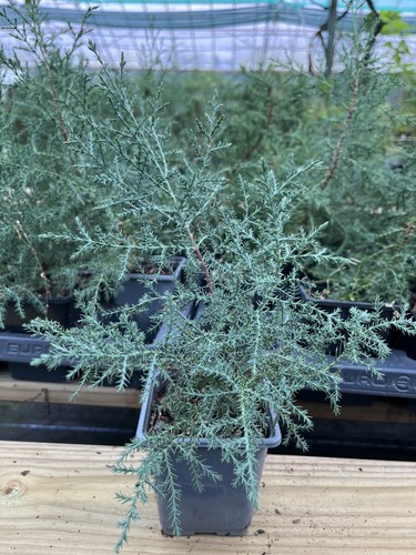 Arizona cypress 20cm - cypress, 10/20cm