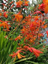 50 Stunning Hardy Perennial Orange / Red Crocosmia Montbretia bulbs
