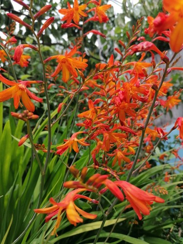 Stunning hardy perennial - 50,