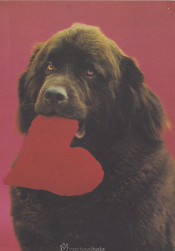 Postcard rachael hale - **,