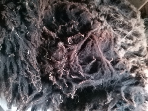 Shetland unwashed raw - , sheep