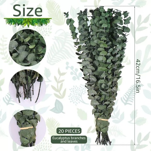 65pcs dried eucalyptus - dried,
