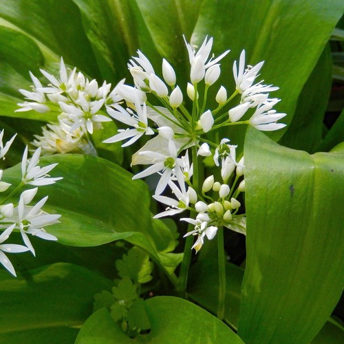 Seeds wild garlic - seeds,