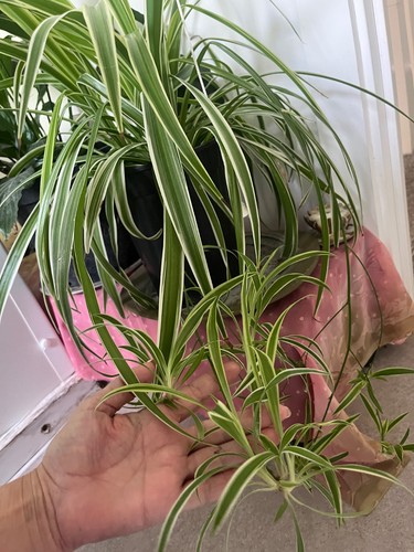 Spider plant cutting taken - spider, cutting!