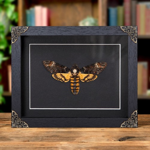 Death head hawk taxidermy - head,