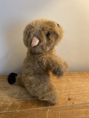Black tailed prairie dog - prairie, soft