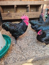 6x Australorp "Bant@m"
