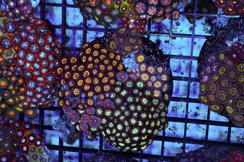 Zoanthid combo rock colony - rock,