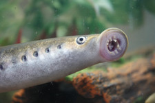 CMCS Dead baits - Lamprey (2)