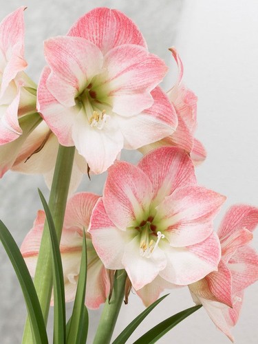 Hippeastrum amaryllis apple - 1,