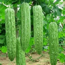 Thai Chinese Bitter Gourd থাই করল্লা Original Treated F1 Hybrid Seeds  5 Seeds 