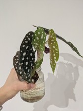 Begonia Maculata Polka Dotted