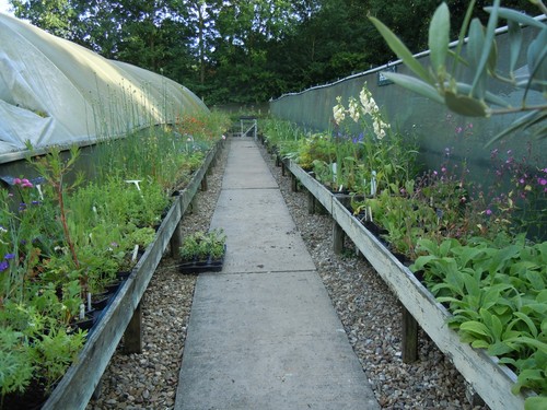 Lavender angustifolia xl - 10, x
