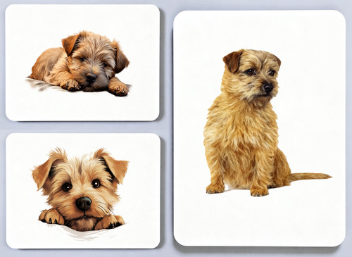 Norfolk terrier picture - terrier,