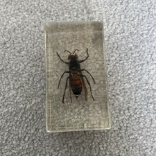 Real Life Bugs And Insects