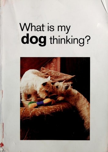 What dog thinking the - is,