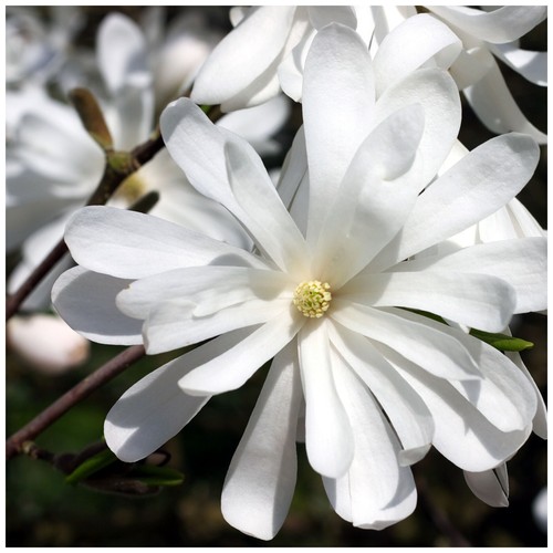 Magnolia stellata star - magnolia, 'stellata'