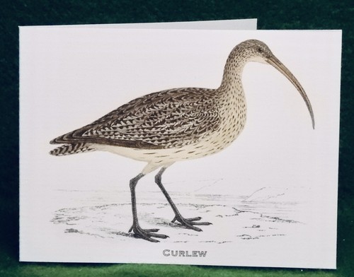 Misterbcards antique curlew - misterbcards,