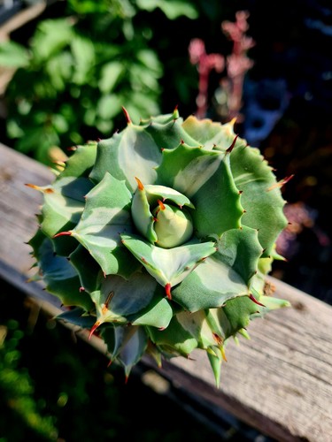 Agave potatorum ouhi raijin - potatorum,