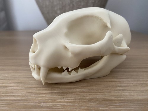 Artificial cat skull - cat, taxidermy
