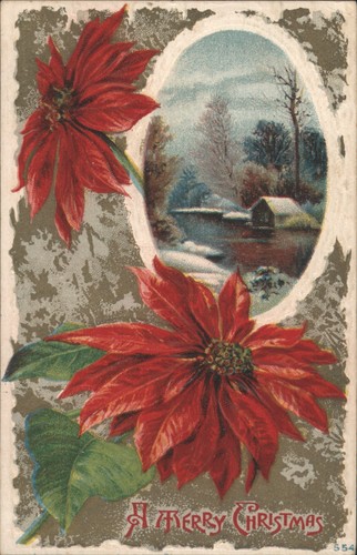 Xmas poinsettias winter - xmas,
