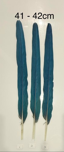 Parrot macaw feather crafts - parrot,
