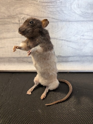 Bad taxidermy rat derpy - rat,