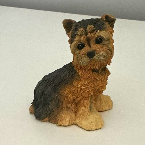 Yorkie puppy yorkshire terrier - yorkie,