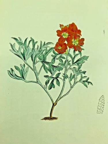 Scarlet cristaria flower - scarlet, 1814