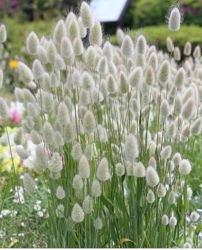 Bunny tails ornamental grass - bunny,