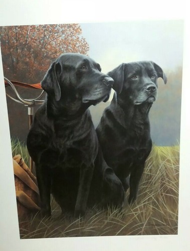 Senior service black labrador - senior,
