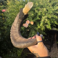 Ram Horn And yellow Quartz Spell Wand Gothic Decore Pagan Bone Animal Taxidermy