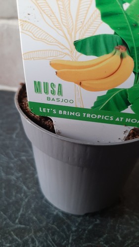 Musa basjoo banana plant - -,