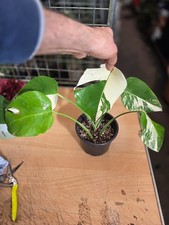 MONSTERA DELICIOSA ALBO 4-5
