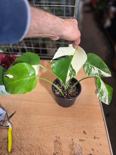 Monstera deliciosa albo 5 - deliciosa,