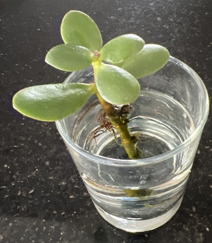 Jade plant money tree - jade,