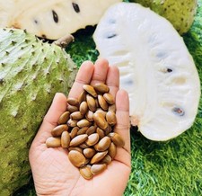 Soursop tree, Graviola, 10
