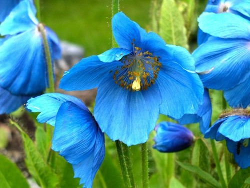 Blue himalayan poppy - poppy, seeds