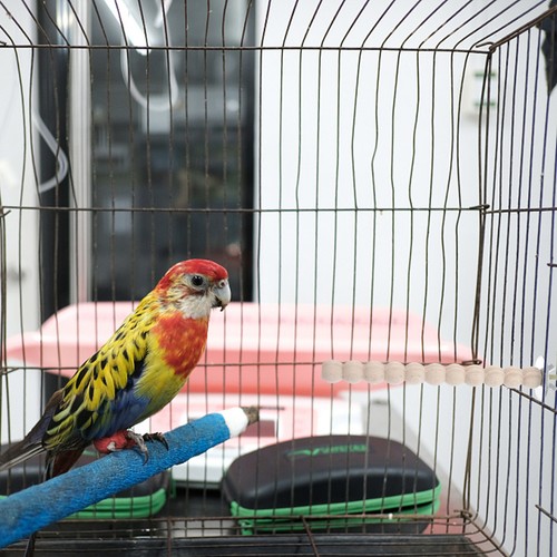 Durable wooden bird perch - bird,