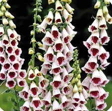 8 x Elsie Kelsey Foxglove