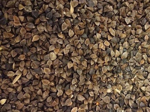 Buckwheat 1kg carp - |, fishing